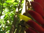 Vriesea ensiformis (22)