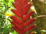 Vriesea ensiformis (21)