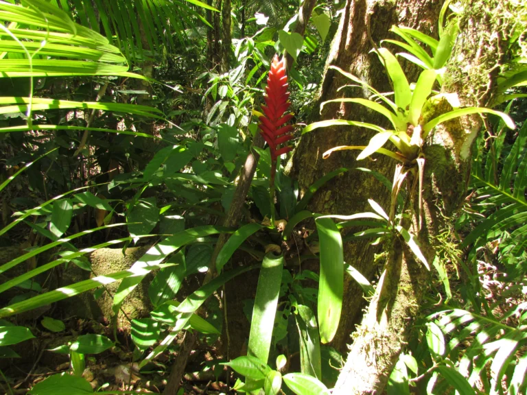 Vriesea ensiformis (19)