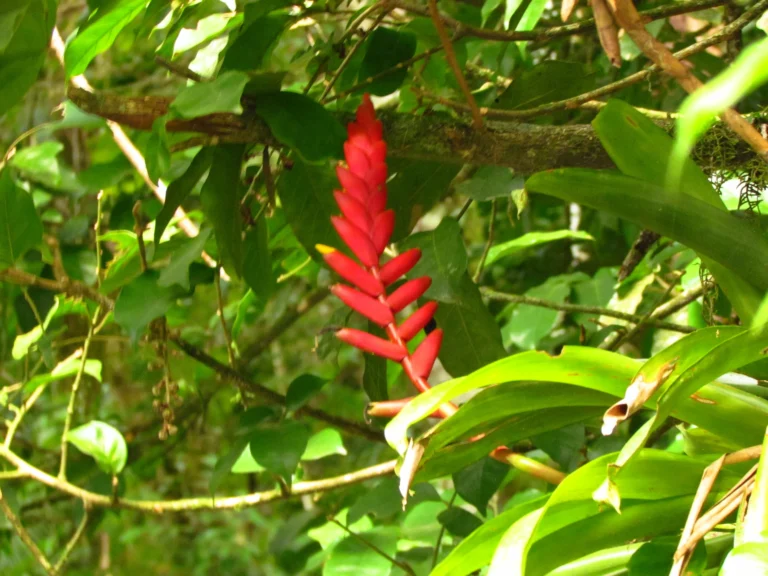 Vriesea ensiformis (17)