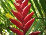 Vriesea ensiformis (14)