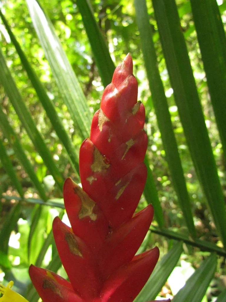 Vriesea ensiformis (11)
