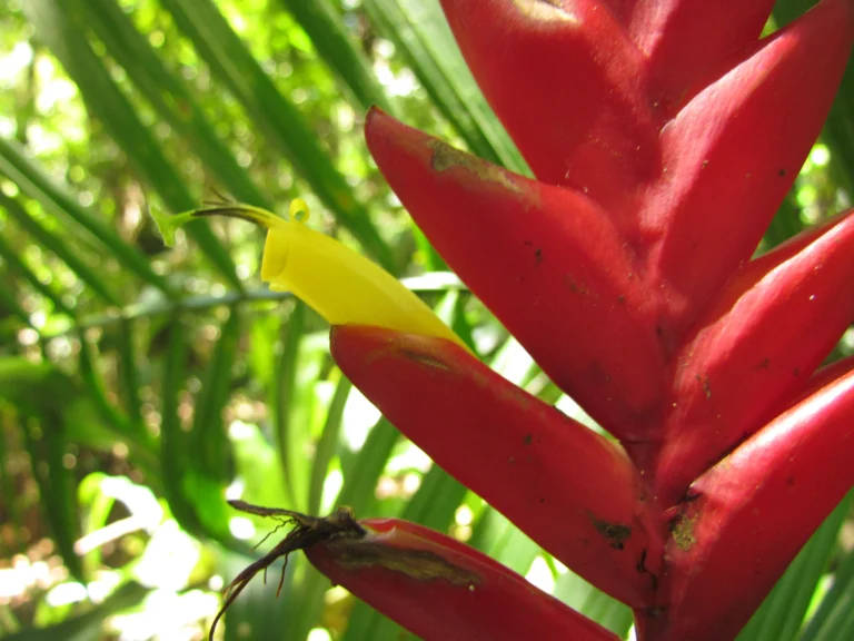 Vriesea ensiformis (10)
