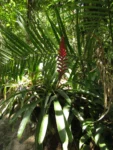 Vriesea ensiformis (8)