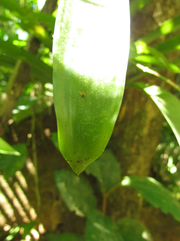 Vriesea ensiformis (5)