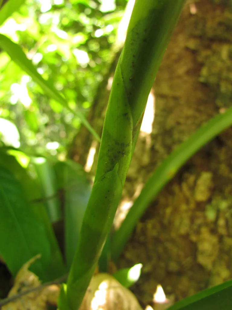 Vriesea ensiformis (4)