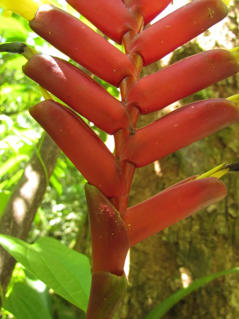 Vriesea ensiformis (3)