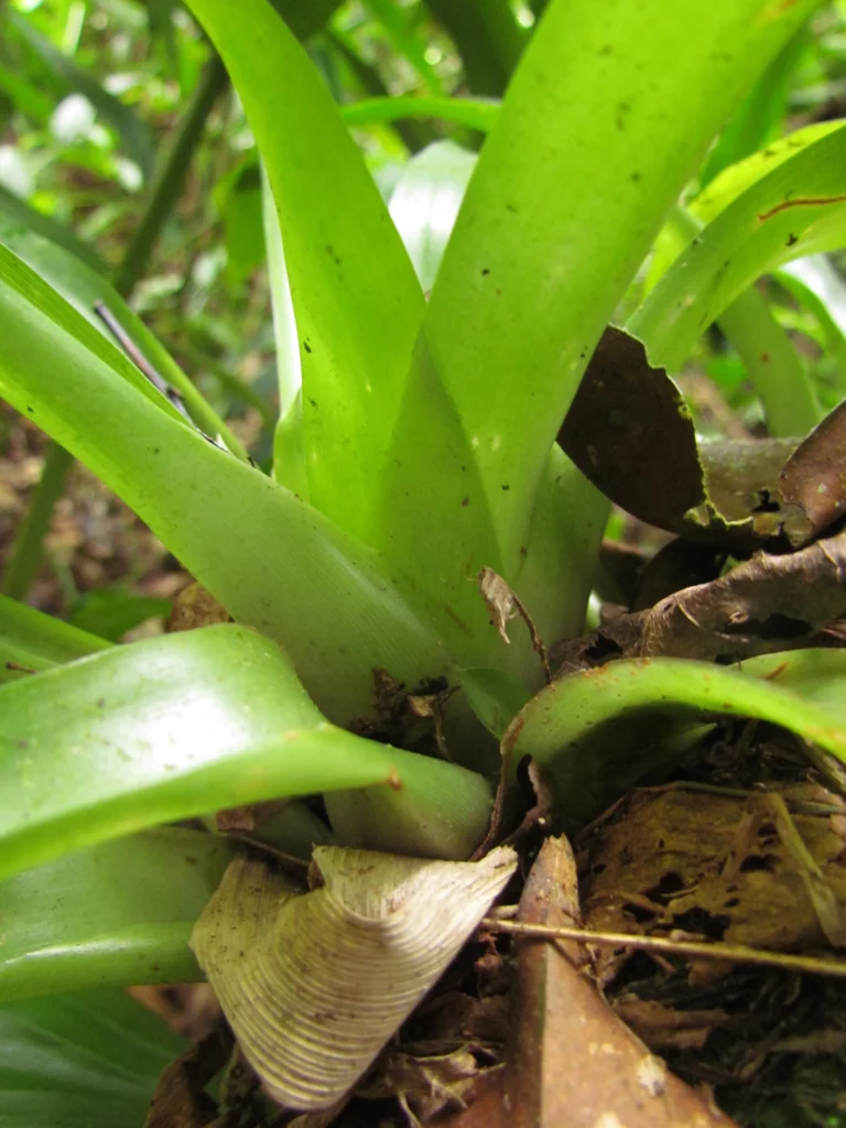 Vriesea carinata (22)