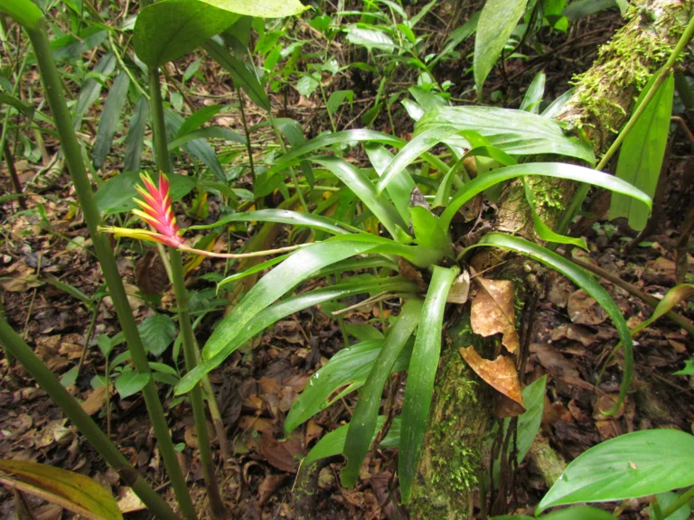 Vriesea carinata (17)