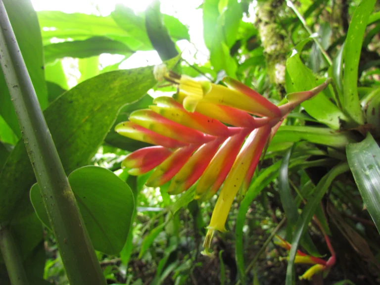 Vriesea carinata (12)