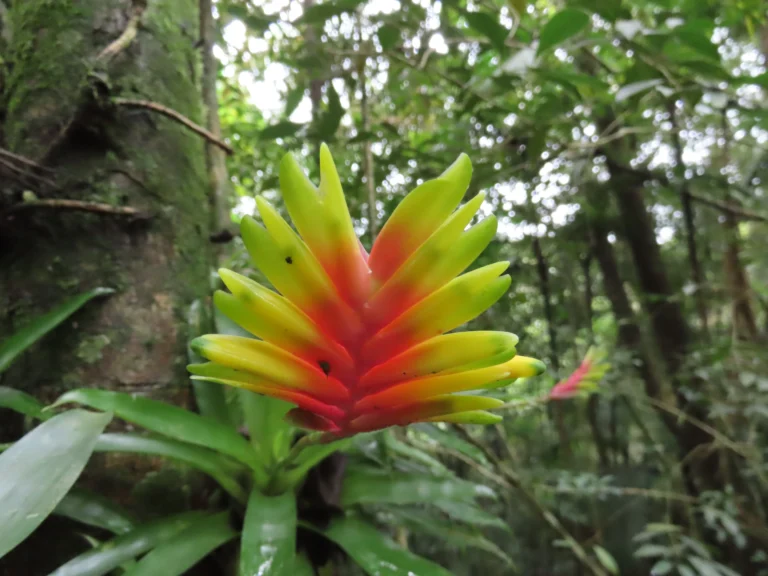 Vriesea carinata (7)
