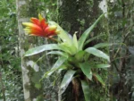Vriesea carinata (6)