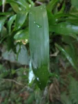 Vriesea carinata (5)