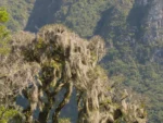 Tillandsia usneoides (21)