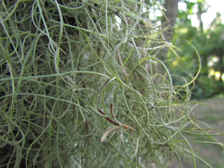 Tillandsia usneoides (19)