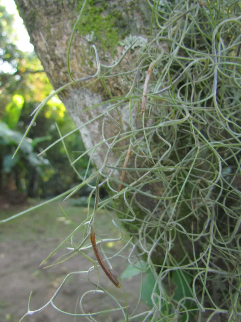 Tillandsia usneoides (16)