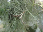 Tillandsia usneoides (14)