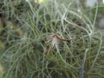 Tillandsia usneoides (15)