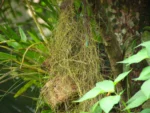 Tillandsia usneoides (8)