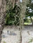 Tillandsia usneoides (2)
