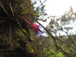 Tillandsia tenuifolia (35)
