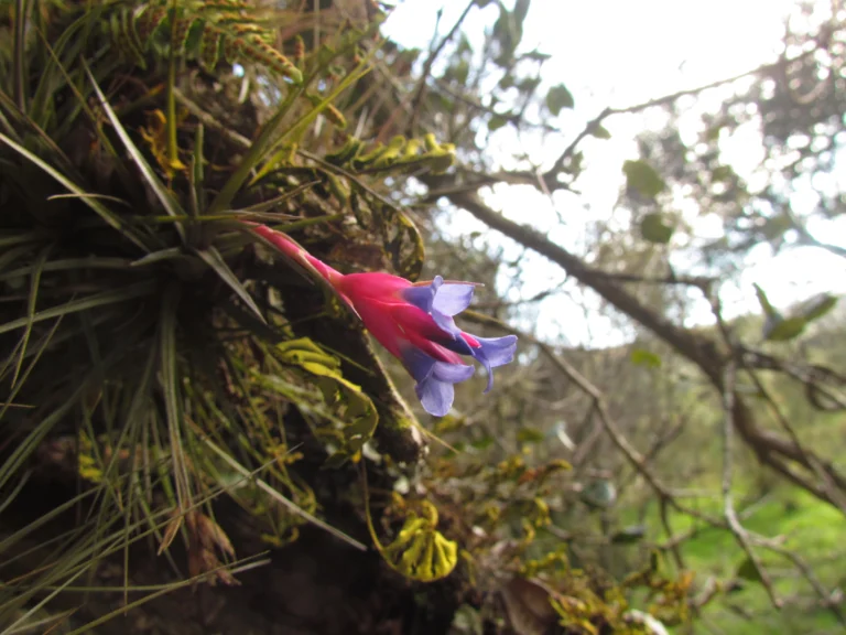 Tillandsia tenuifolia (33)