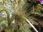 Tillandsia tenuifolia (34)