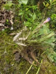 Tillandsia tenuifolia (29)
