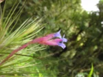 Tillandsia tenuifolia (26)