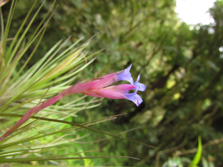 Tillandsia tenuifolia (26)
