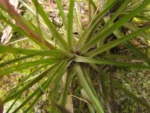 Tillandsia tenuifolia (22)