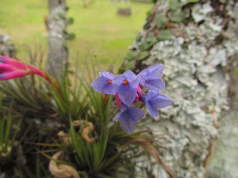 Tillandsia tenuifolia (12)