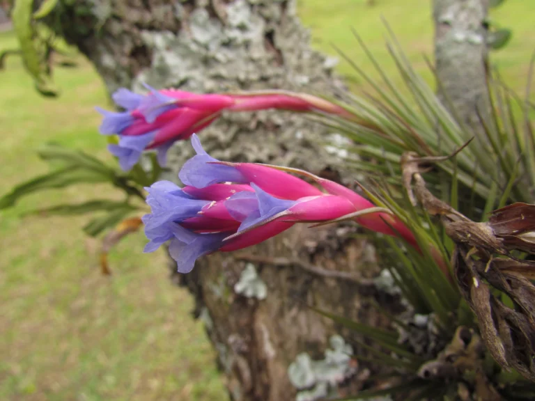 Tillandsia tenuifolia (13)