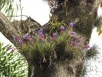 Tillandsia tenuifolia (10)