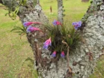 Tillandsia tenuifolia (11)