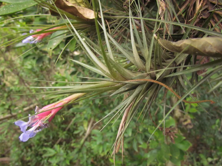 Tillandsia tenuifolia (7)