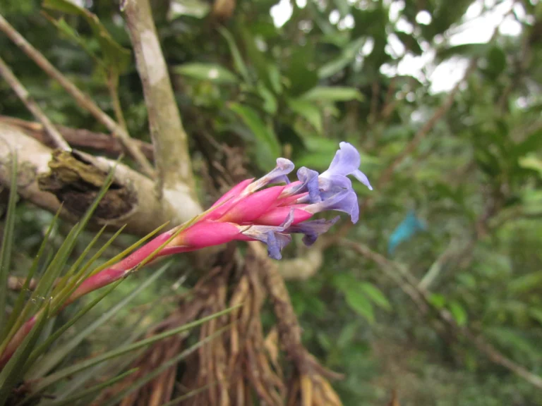 Tillandsia tenuifolia (6)