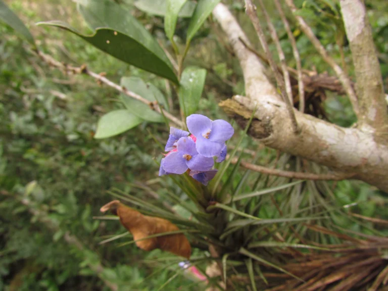 Tillandsia tenuifolia (4)
