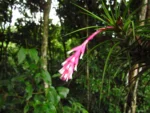 Tillandsia strobiliformis (12)