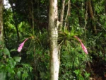 Tillandsia strobiliformis (11)