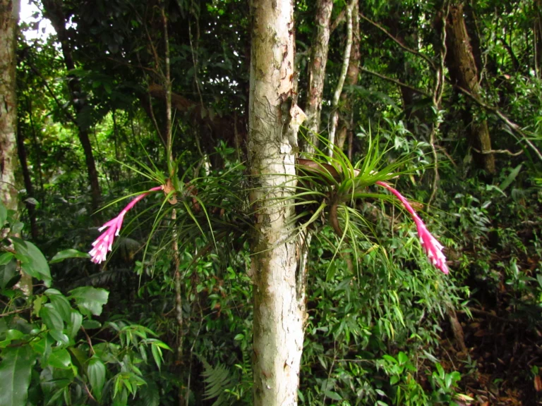 Tillandsia strobiliformis (11)
