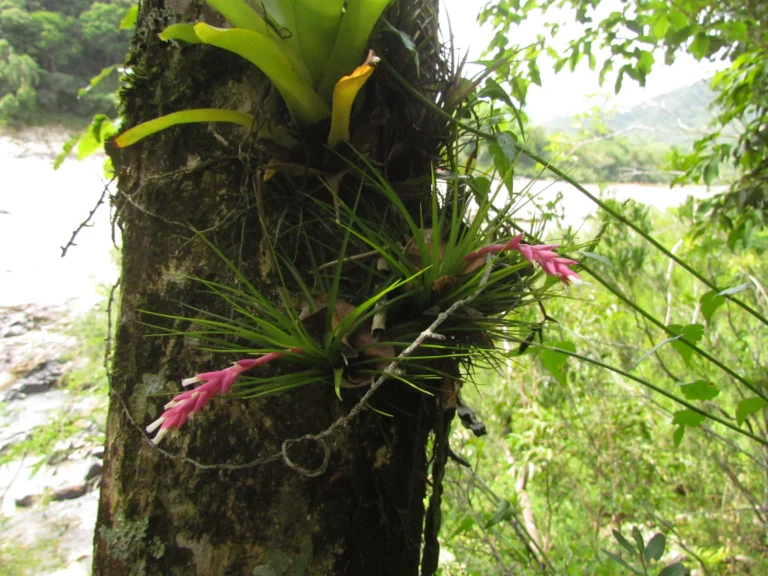 Tillandsia strobiliformis (4)