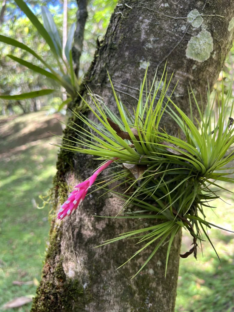 Tillandsia strobiliformis (2)