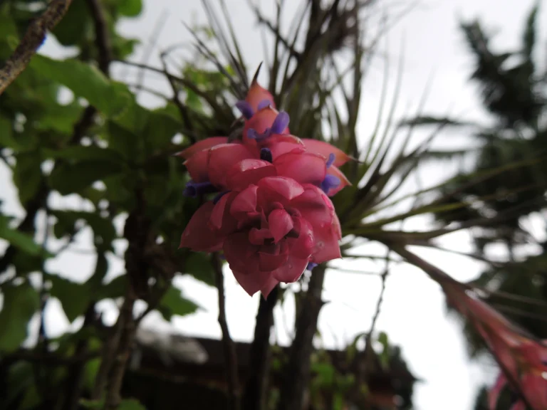 Tillandsia stricta (21)