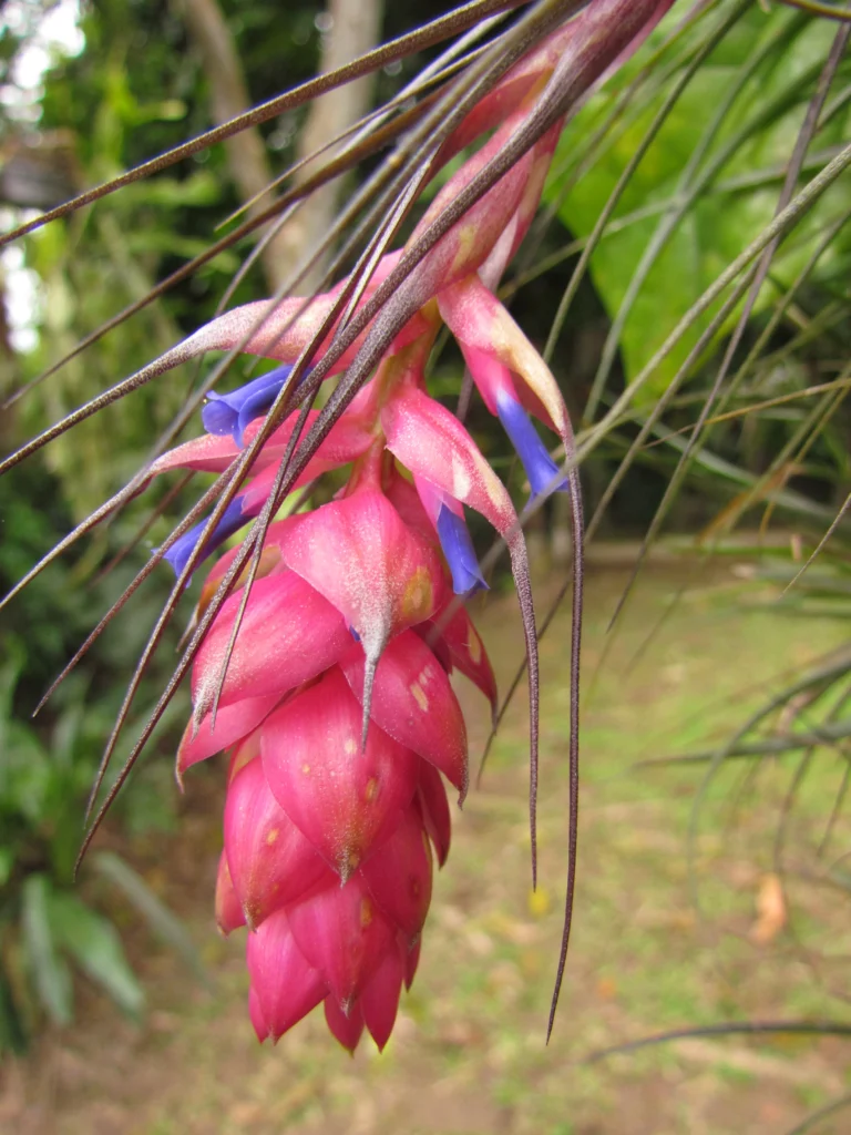 Tillandsia stricta (15)