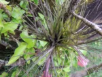 Tillandsia stricta (9)