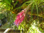 Tillandsia stricta (3)