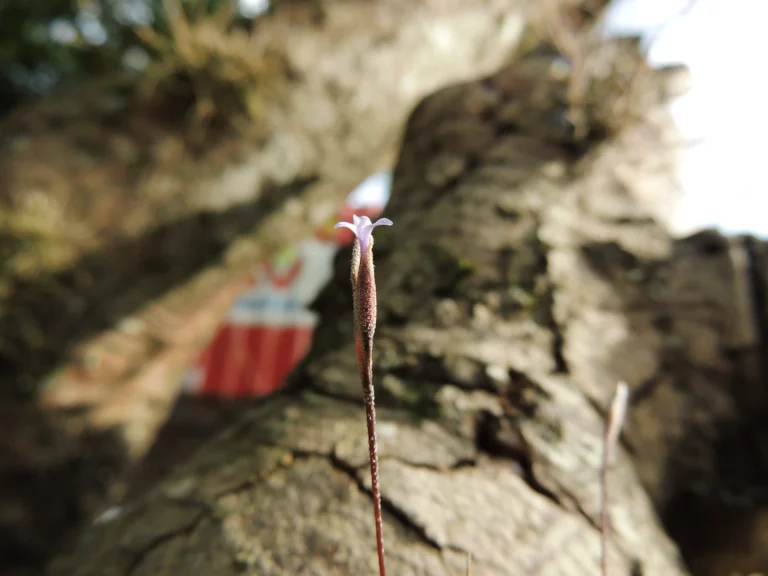 Tillandsia recurvata (19)