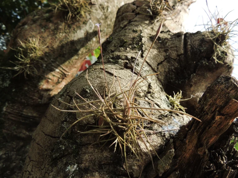 Tillandsia recurvata (15)