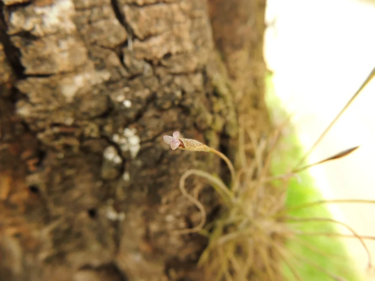 Tillandsia recurvata (11)